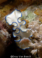 Nudibranch. Nikon D80, 60mm. by Dray Van Beeck 
